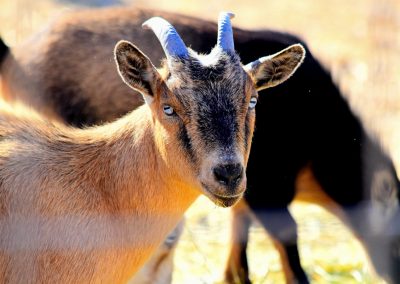 Goat_01