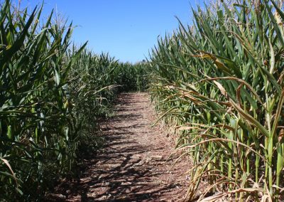 cornmaze2018