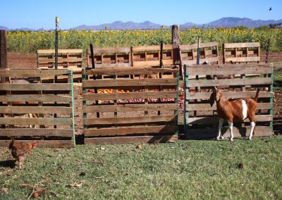 goatsandsunflowers2018